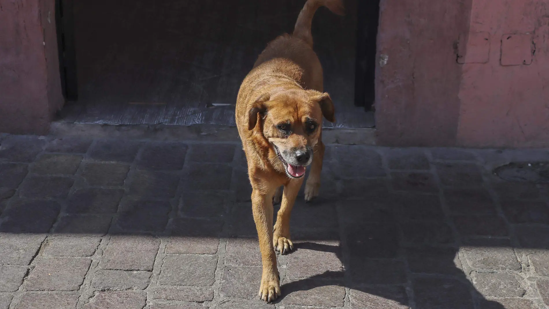 SJR El perrito más conocido de la ciudad tendrá su canción